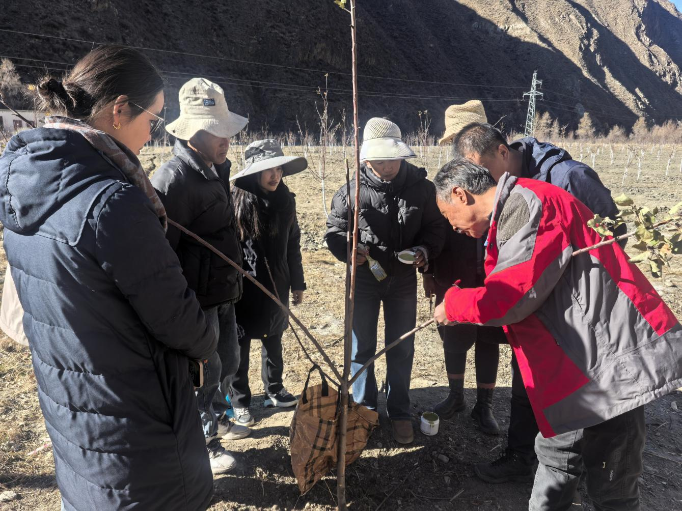 专家传技经果林管护 赋能乡村产业提质增收.png